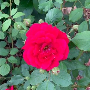 Meet your Posher, Reshma